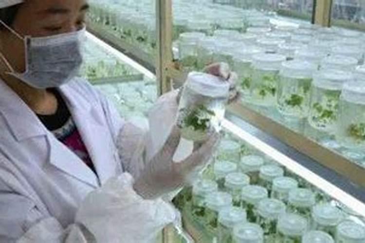 阳光玫瑰全年施肥管理 一年施肥要领有哪些