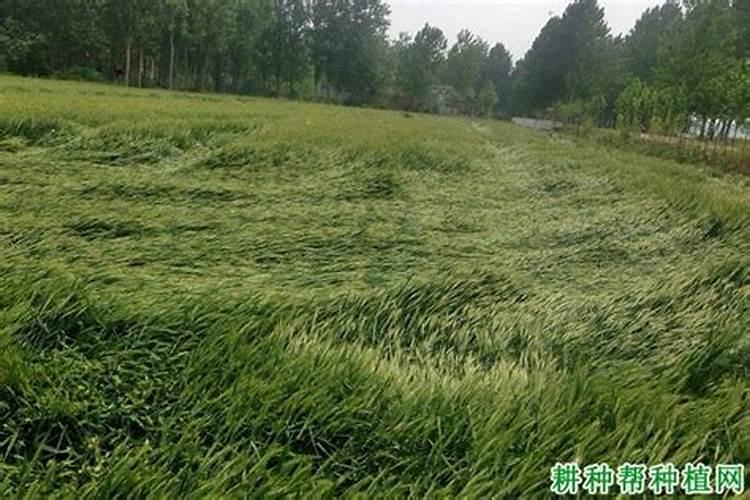 小麦分蘖期喷什么叶面肥 小麦分蘖期能打多效唑吗