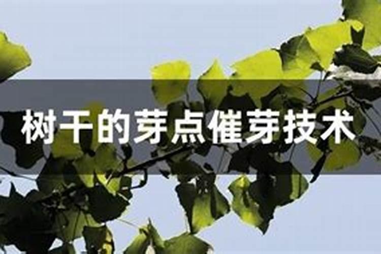 如何让幸福树树干发芽,施加氮肥并注射激活液