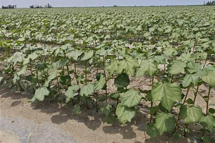 甜蜜素打红薯秧上红薯管甜吗