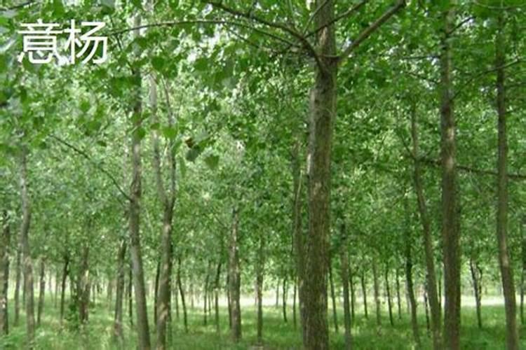 杨树施肥用什么肥料好
