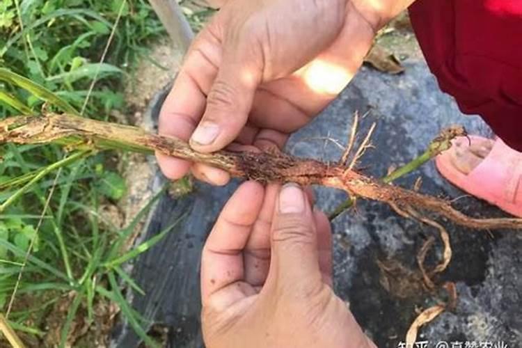 腐植酸对农作物有哪些作用