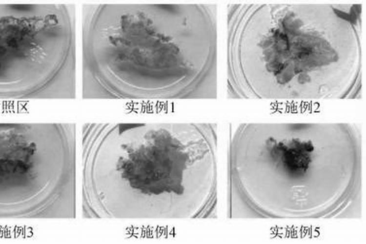 松树叶子全部发黄是不是死了