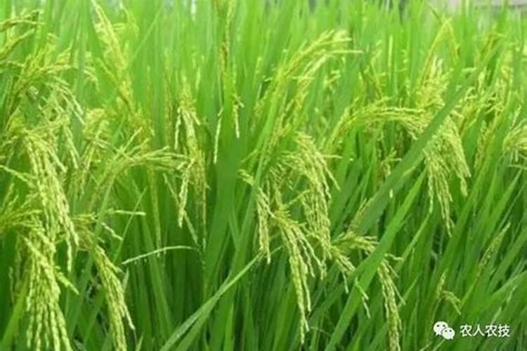 ...增施钾肥在什么时间较好稻灌浆期用什么叶面肥可增产