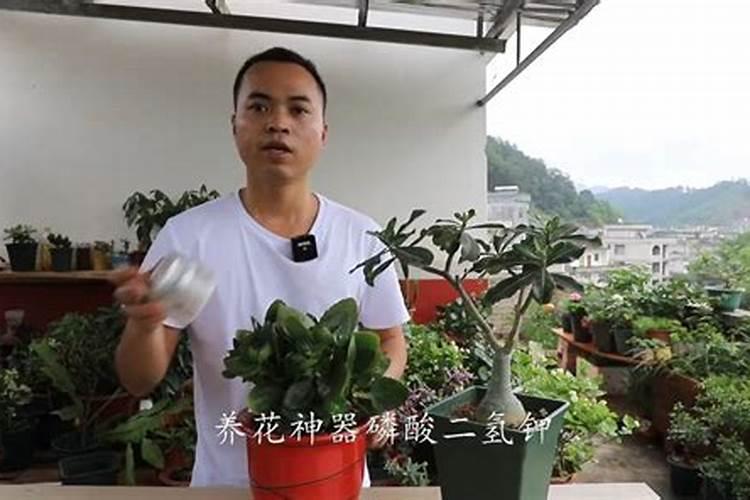 磷酸二氢钾烧叶子怎么办