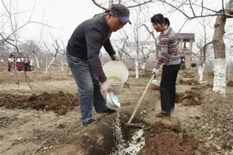 盆景四季施肥方法 如施过磷酸钙