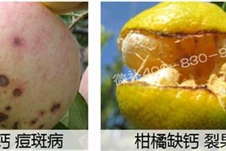 花卉施肥的方法和技巧是什么