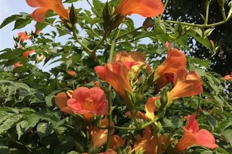 凌霄花怎么施肥