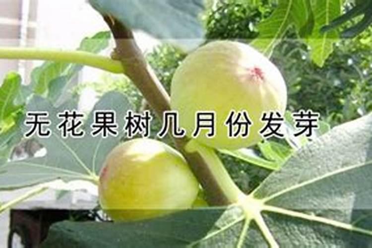 无花果发芽什么时间施肥