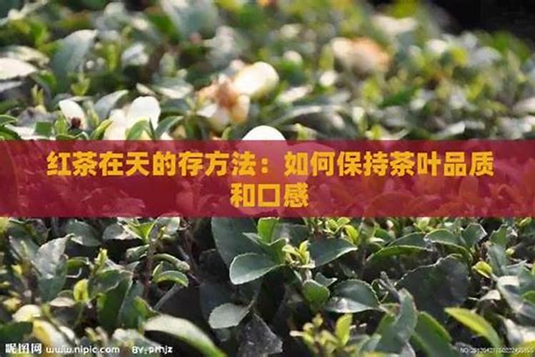 茶树的科学施肥方法 茶树怎么高质量施肥