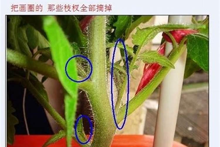 番茄如何追肥