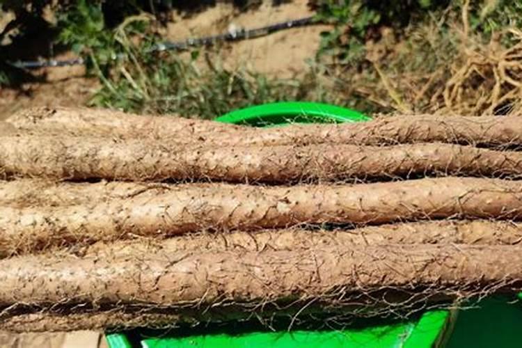 山药种植用什么肥料最科学？