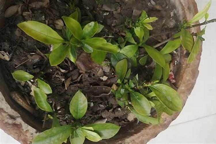 植物叶子变黑怎么回事