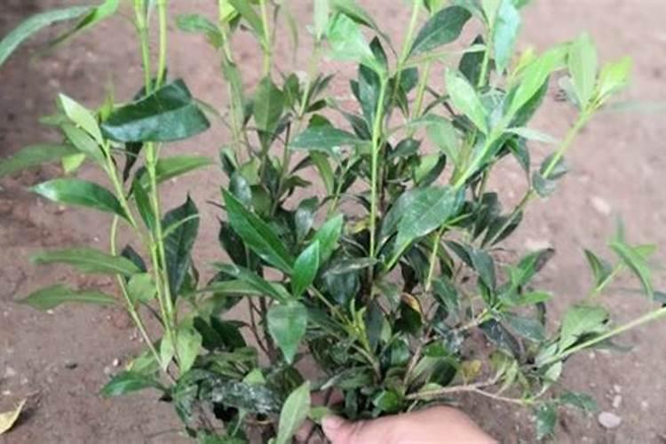 碳铵怎么兑水浇菜？