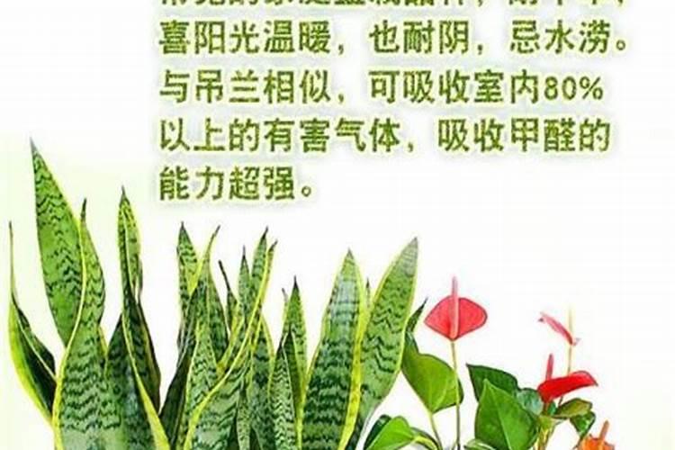 发财树净化空气吗吸甲醛吗