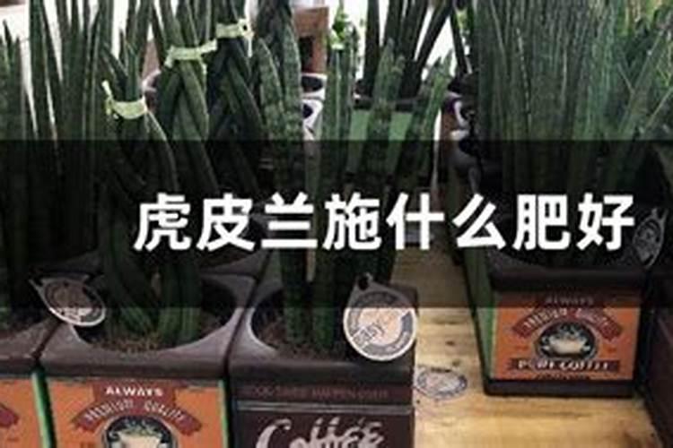 虎皮兰用什么肥料最好