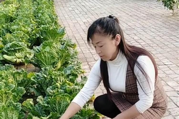 种菜用尿素还是复合肥
