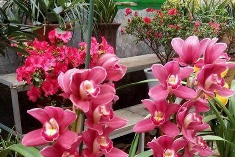 大花惠兰什么季节施肥最好 施肥多少合适