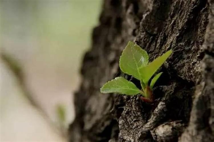 哪个牌子的叶面肥效果最好。