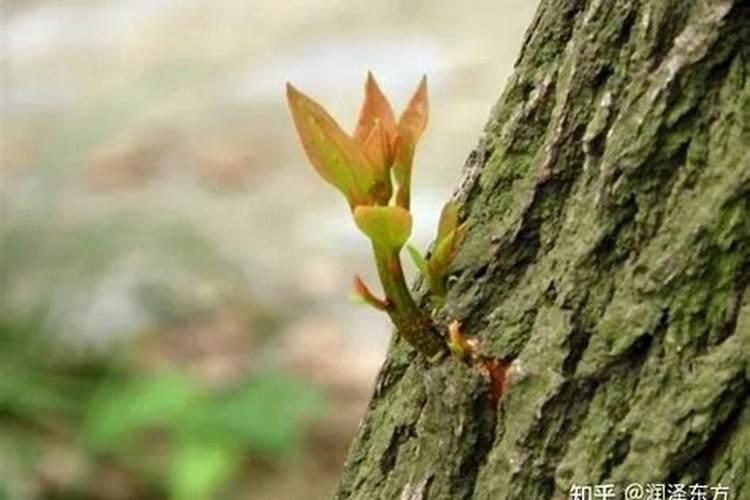 兰花喷什么叶面肥最好(兰花叶面肥喷施注意事项)