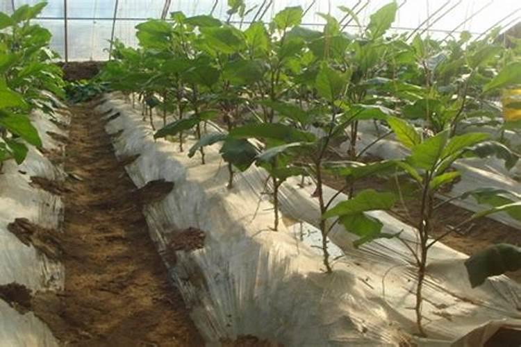 种植茄子用什么化肥好