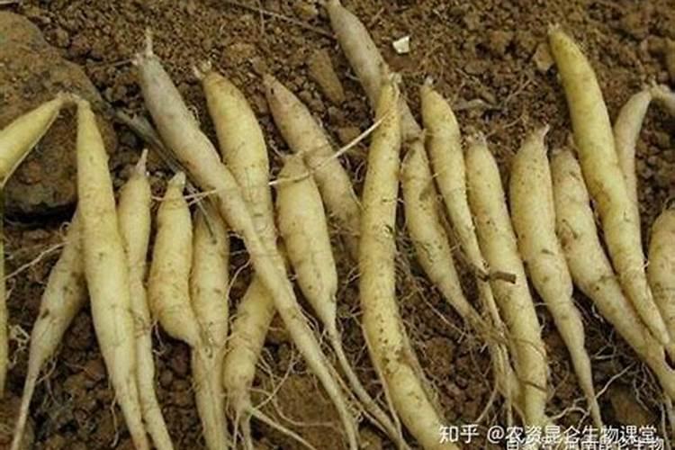 生物菌肥一亩地用多少合适呀