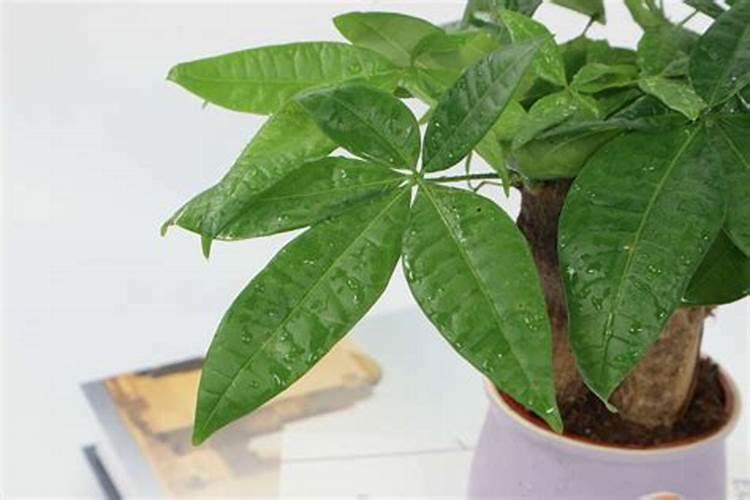 小发财树什么季节施肥最好