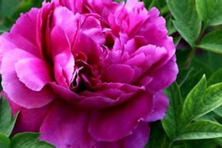 春季牡丹花怎施肥