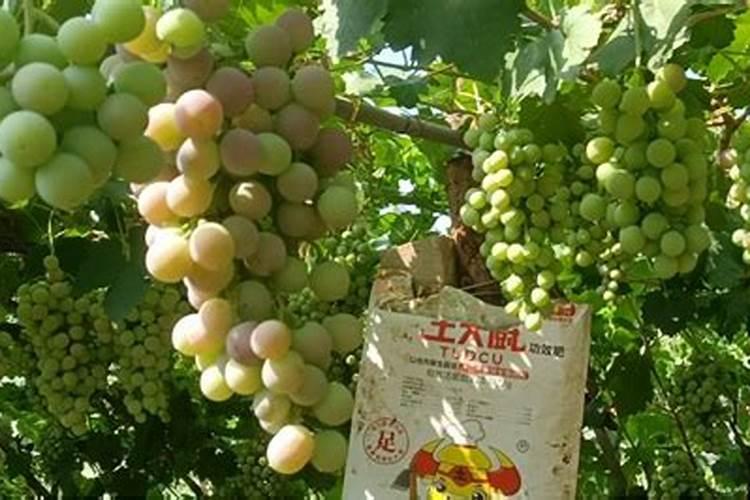 葡萄花后施什么肥料