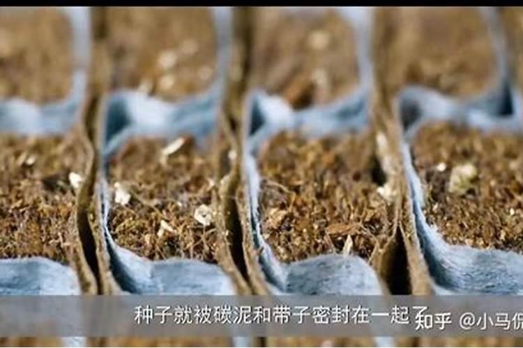 种菜地底肥用什么肥料最好