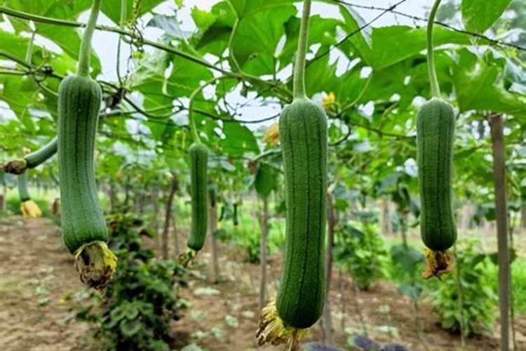 丝瓜定植的最佳距离