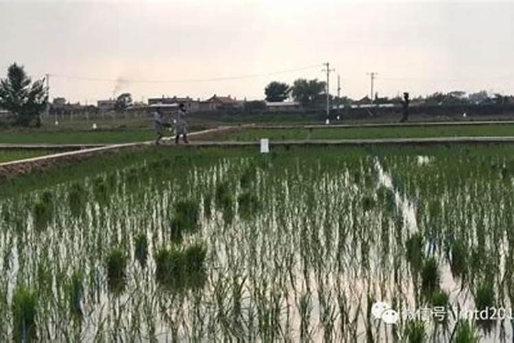 水稻一生需要多少个氮 水稻氮肥过多如何补救