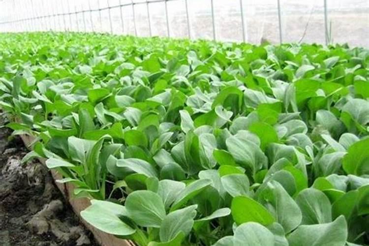 缺氧辣椒怎么种植介绍缺氧辣椒怎么种植是什么