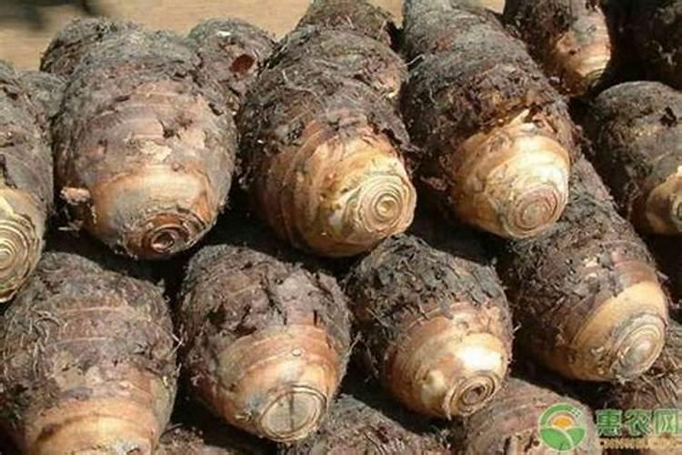 马铃薯颗粒水溶肥冲施技术