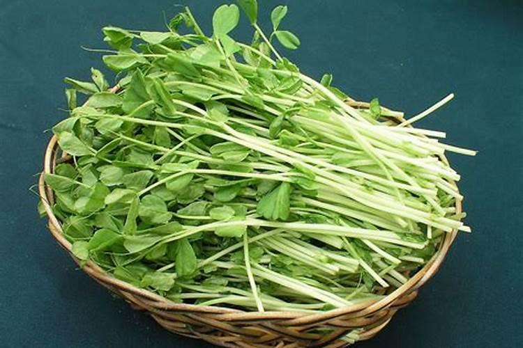 白芸豆高产方法 从而促进芸豆外形丰满