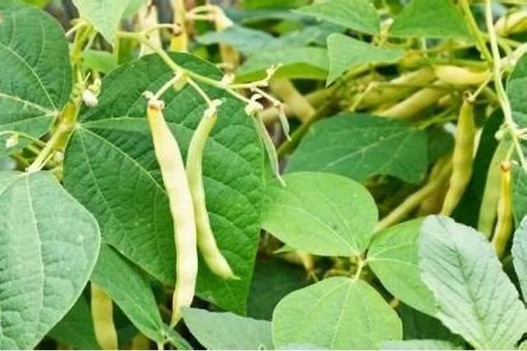 白芸豆高产方法