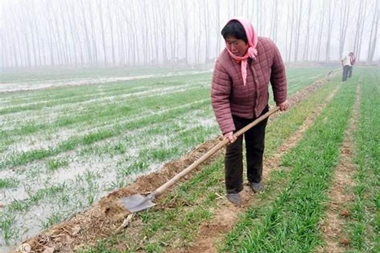 磷肥可以兑水浇吗