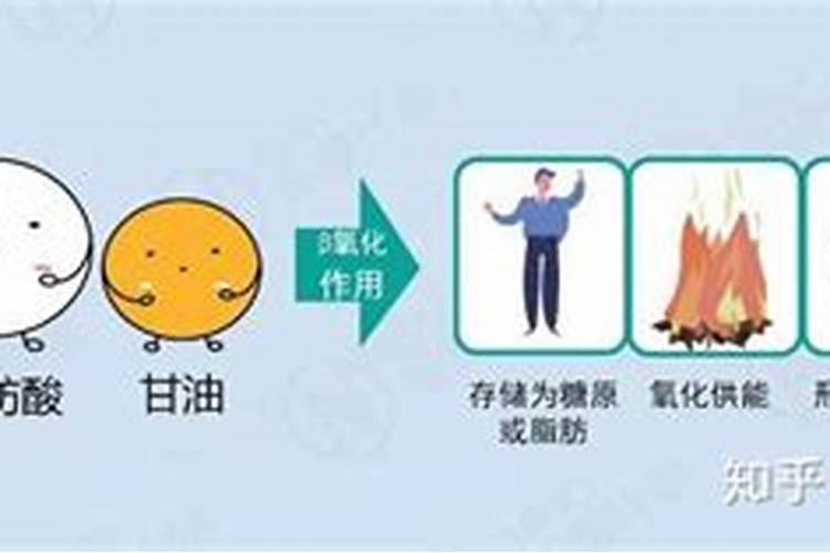 日常生活中什么东西可以做肥料