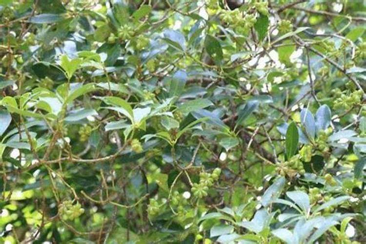 果树怎样施硼肥？
