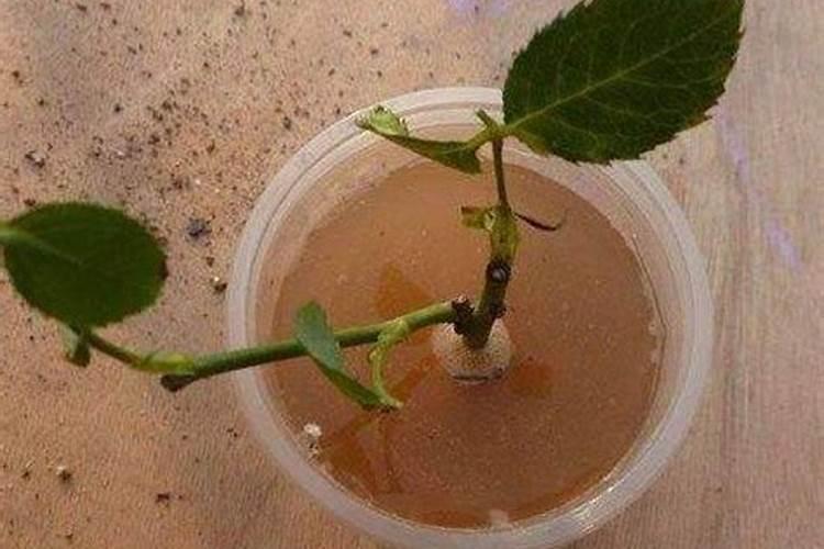 冬季温室大棚草莓浇什么肥生根？