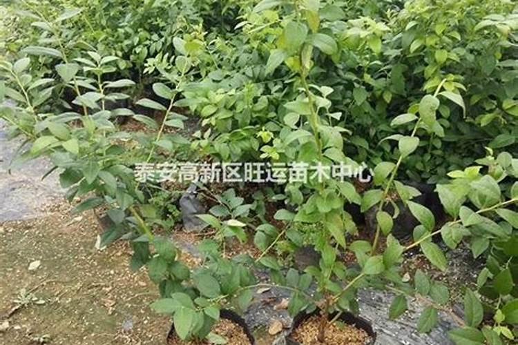 果树用什么肥料最好