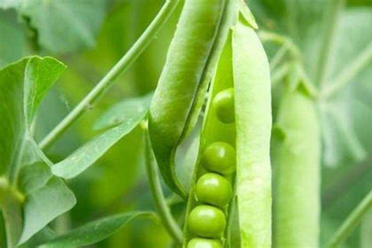 菜豌豆如何栽培？