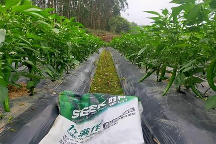 辣椒苗能施复合肥吗