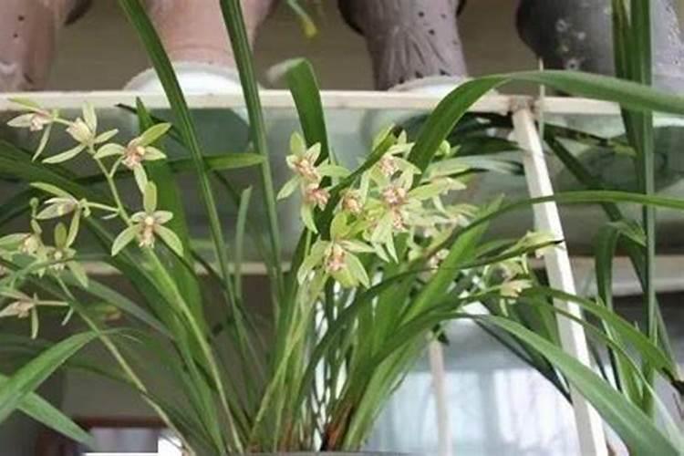 新种的兰花什么时候浇水,什么时候施肥,大概要怎么管理