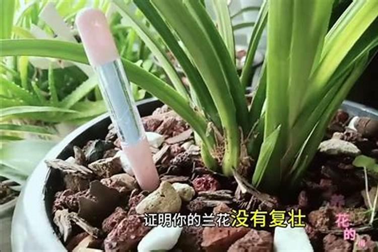 兰花施复合肥好吗