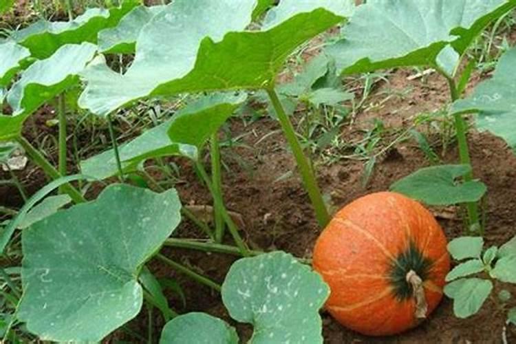 南瓜的种植技术与病虫害防治