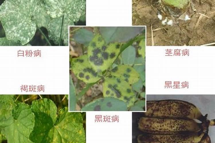 樱桃黄叶病用什么药效果好