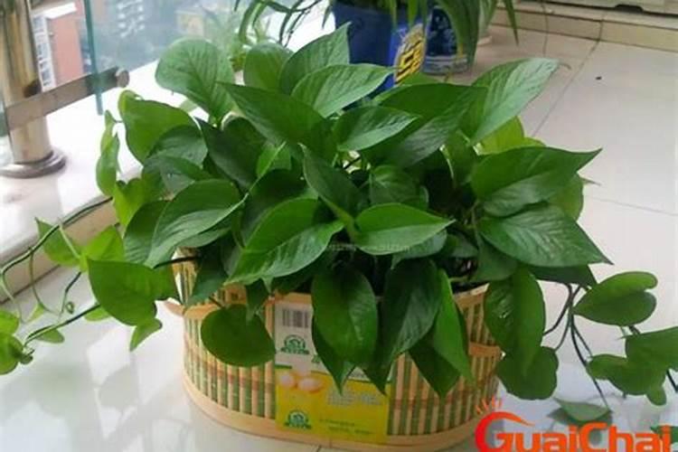 水培绿萝加什么肥料