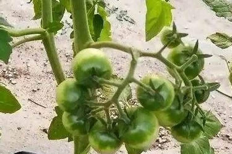 大棚番茄最全冬季施肥方案