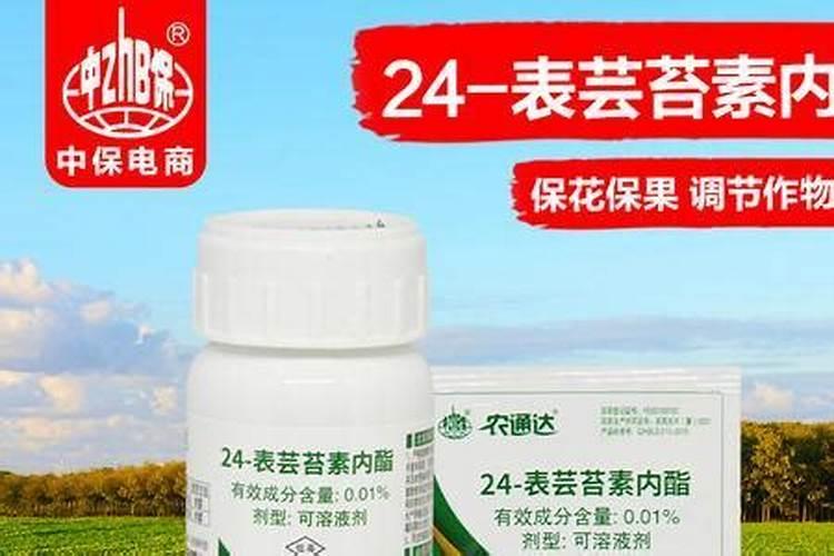 番茄刚定植上用生根剂+芸苔素+多菌灵+杀虫剂一起灌番茄根部可以？